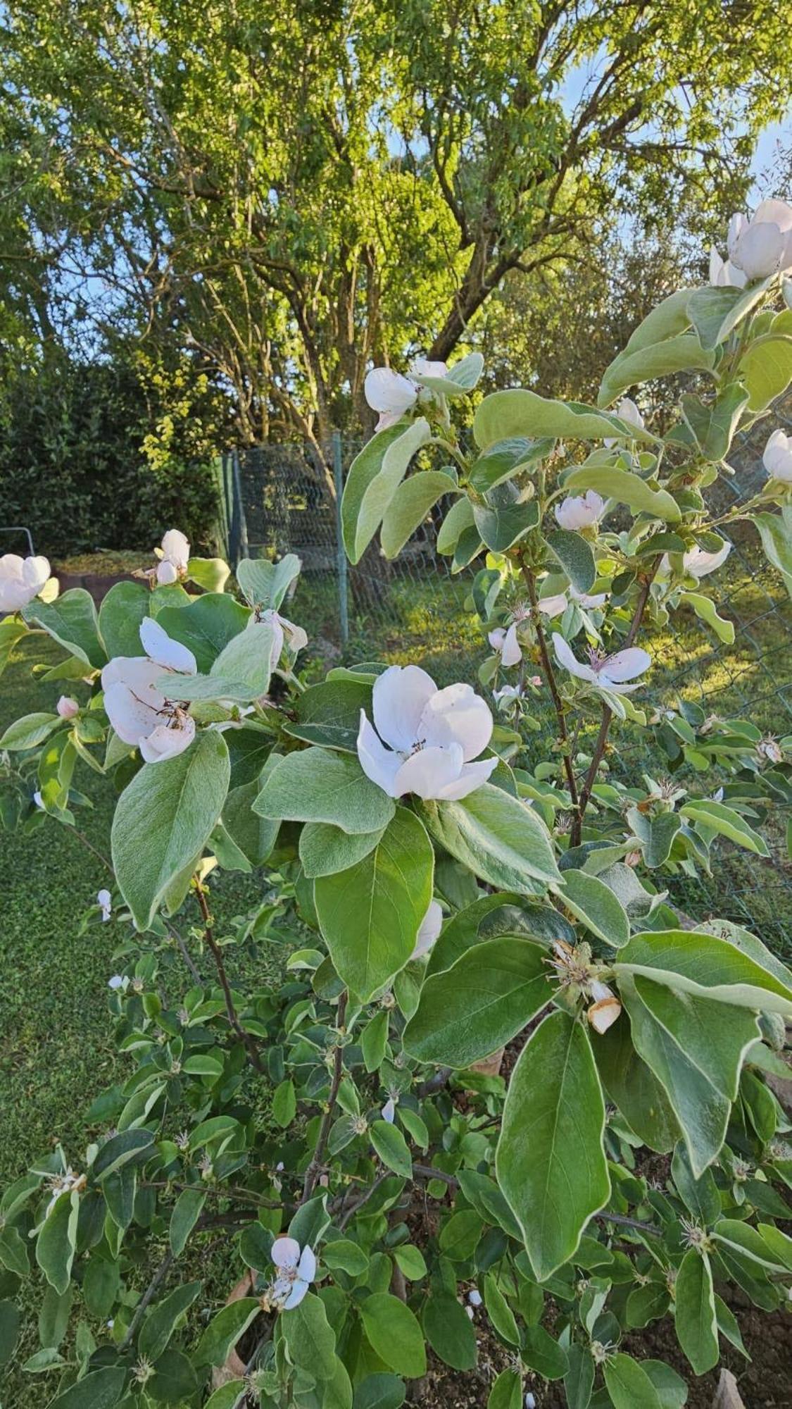 Appartamento da Vjeri Pula Exterior foto